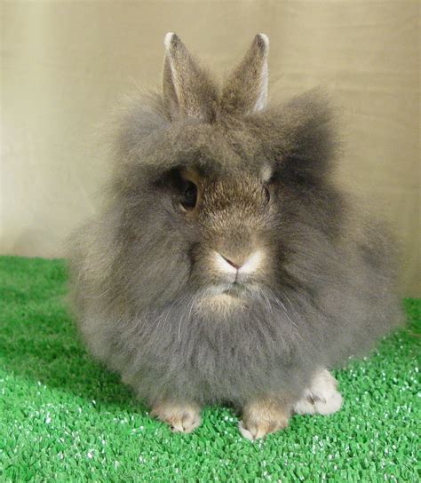 bunny being serious about his mane. | Bunnies Living Their Lives | Pinterest | Rabbit, Lionhead ...