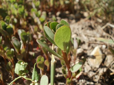 Portulaca oleracea: benefits and uses on your skin