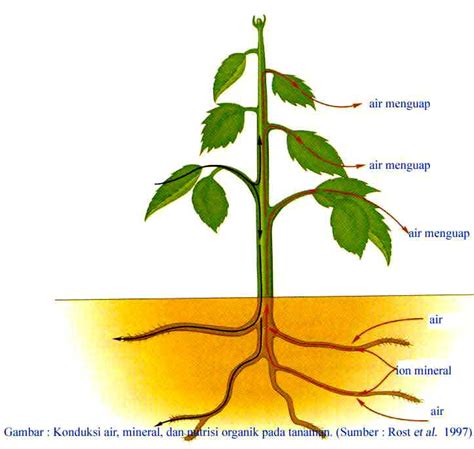 Struktur dan Fungsi Jaringan Tumbuhan