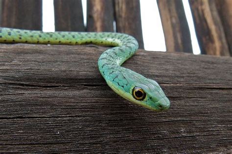 Spotted bush snakes (Philothamnus semivariegatus) - KwaZulu Natal