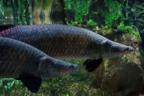 Minister angry about arapaima fish dumped in Brantas - National - The Jakarta Post