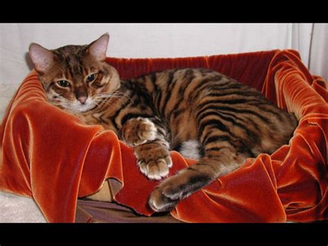 Toyger - Information, Health, Pictures & Training Pet Paw