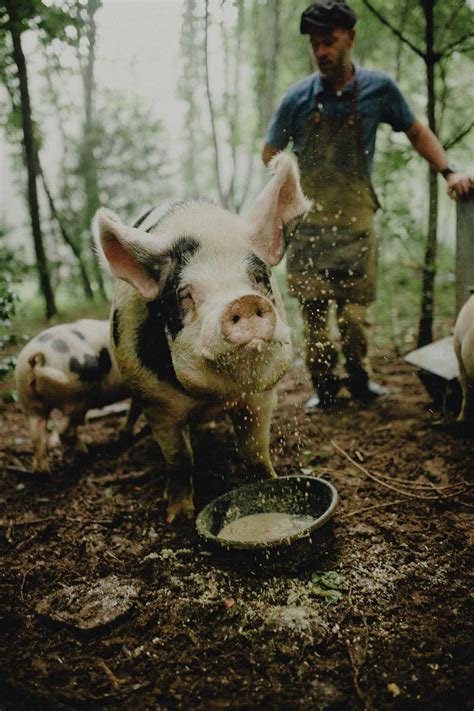 How to Butcher a Pig (In Just 10 Steps) - Abundant Permaculture