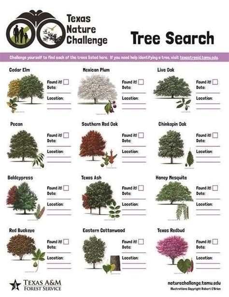 *How to ID Trees of Texas* The Texas A&M Forest Service Tree ...