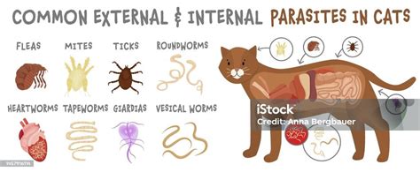 Common External And Internal Parasites In Cats Stock Illustration ...