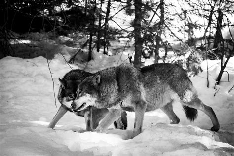 What Is the Largest Breed of Wolf? - LargestandBiggest.com