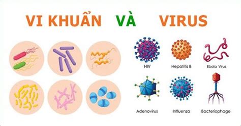 Phân biệt virus với vi khuẩn và cách phòng ngừa bệnh lúc...