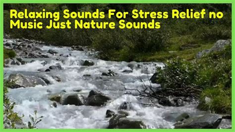 Relaxing Sounds For Stress Relief no Music Just Nature Sounds in 2020 | Nature sounds, Stress ...