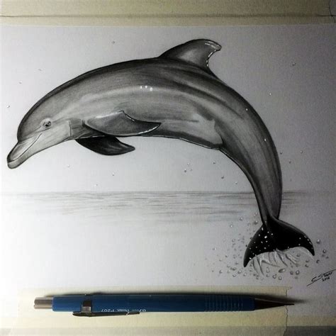 Dolphin Drawing Study by LethalChris.deviantart.com on @DeviantArt | Delfin dibujo, Delfines ...