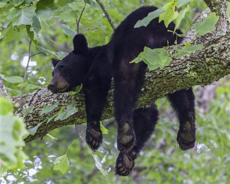 Oh my! Black Bears in Asheville, NC! - Asheville Country Cabins