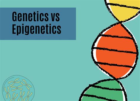 Genetics vs Epigenetics: From Gene Alterations to Gene Expression – Genetic Education