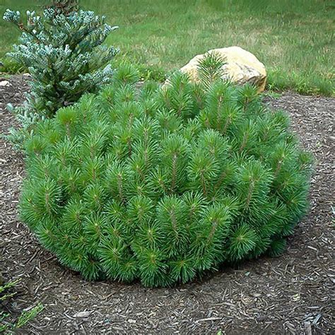 DWARF MUGO PINE - Foothills Nurseries