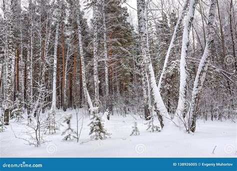 Winter Forest. Novosibirsk Region, Siberia, Russia Stock Image - Image ...