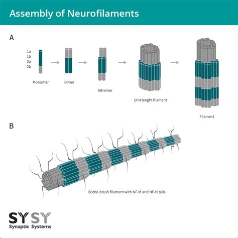 Neurofilaments