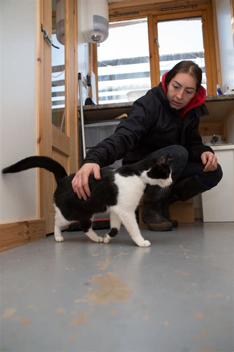 VIDEO: "SOS" appeal for homes as Fife shelter warns it is running out of room for abandoned cats