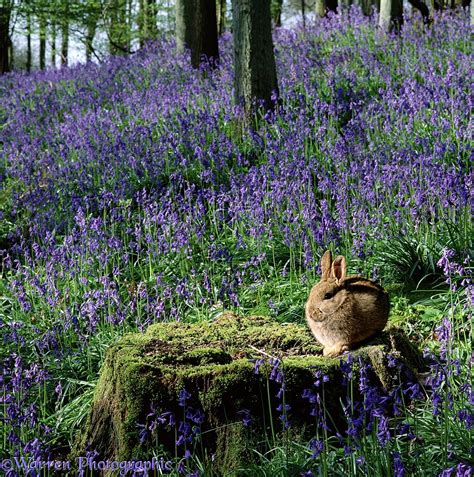 Rabbit in Bluebell woods photo WP00202