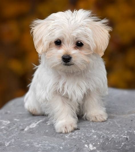 Best 50 Small Dog Breeds For Apartments - Page 2 of 5 - Platpets ...