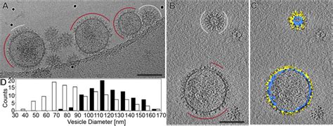 Full-length HSV-1 gB on cell-derived extracellular vesicles. (A) CryoEM... | Download Scientific ...