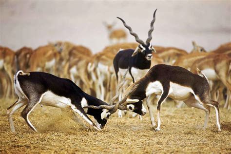 Bishnoi Village Safari Tour | Bishnoi Village Safari Day Tour Package