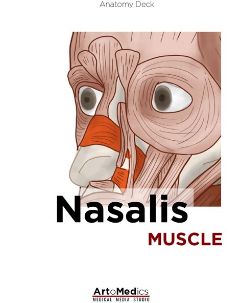 Nasalis Muscle: flaring your nostrils - Artomedics Studio