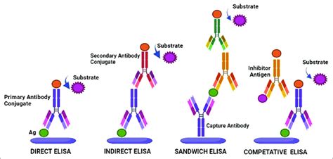 ELISA types and its principle. ELISA: Enzyme-linked immunosorbent assay. | Download Scientific ...