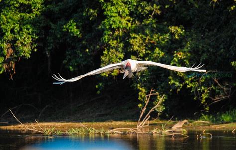 Pampas Wildlife Tour from Rurrenabaque - 3 Days - Travexplora