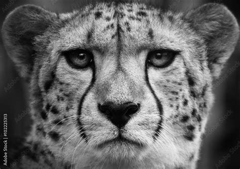 Cheetah , A black and white head shot of a adult cheetah . Stock Photo | Adobe Stock