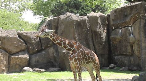 Philadelphia Zoo - YouTube