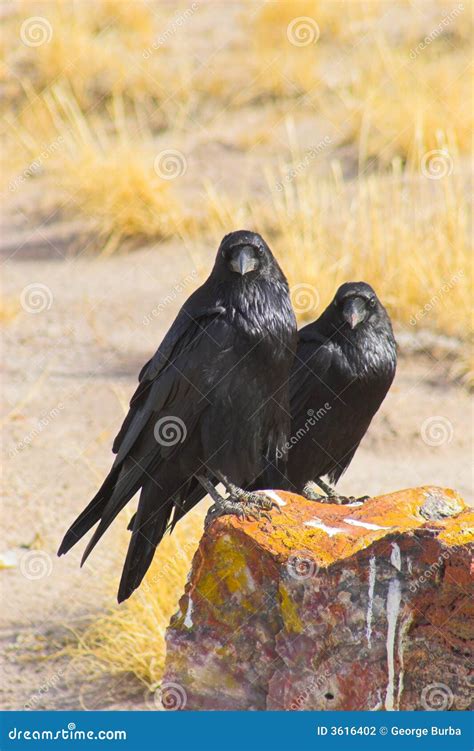 Petrified forest stock photo. Image of erosion, landscape - 3616402