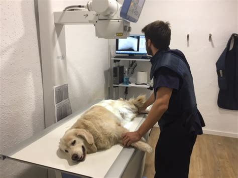 Urgència veterinària Barcelona: Golden Retriever Jana | Piometra | Hospital Veterinari del mar ...