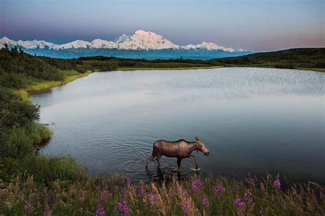 Denali National Park in Alaska