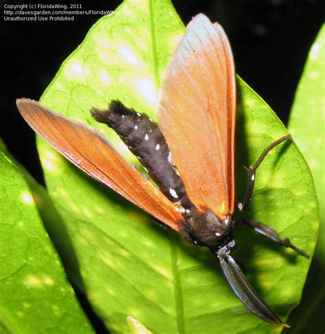 Bug Pictures: Spotted Oleander Caterpillar Moth (Empyreuma affinis) by jnana