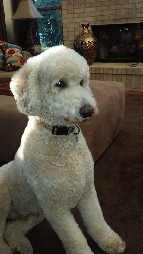 Bosley - Standard Poodle - Cute dog | Poodle puppy, Poodle puppy standard, Dog training