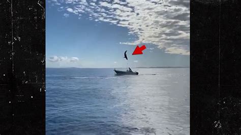 Wild Jumping Shark Almost Lands in Boat in Australia