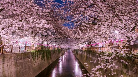 2019 Nakameguro Cherry Blossom Festival | by Phil Luza | Gitano ...