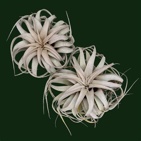 Tillandsia Xerographica - Soiled India