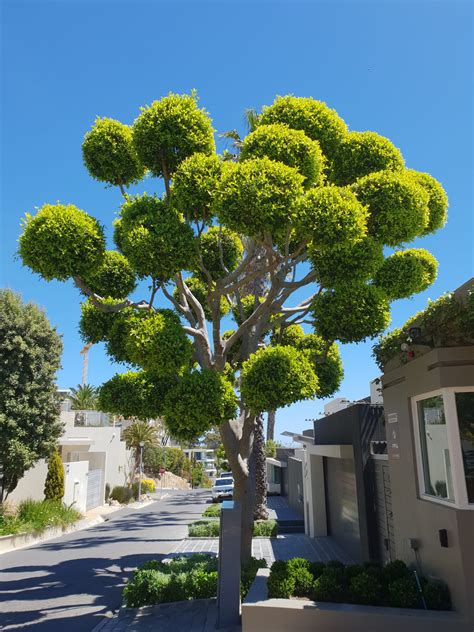 Trees for Residential Landscapes - Trees SA