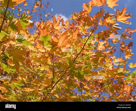 Maple Leaf Colors in the Fall Stock Photo - Alamy