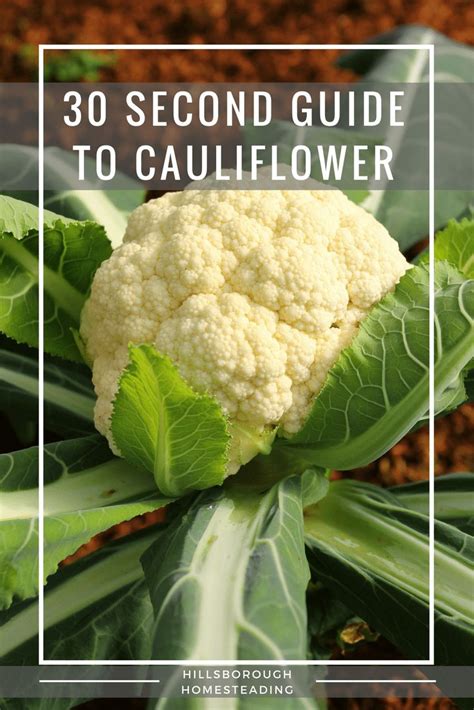 30 Second Guide to Growing Cauliflower | Growing cauliflower, Cauliflower, Vegetable garden tips