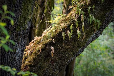 Epiphytes Are Unique Plants - Definition & Examples - Jake's Nature Blog