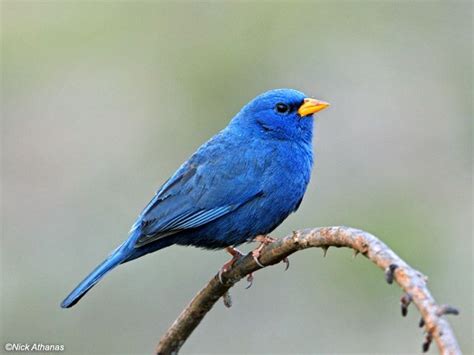 Blue Finch (Porphyrospiza caerulescens) :: xeno-canto | Finches bird, Pet birds, Bird species