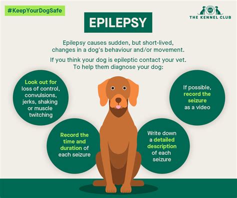 What Are The Side Effects Of Seizures In Dogs