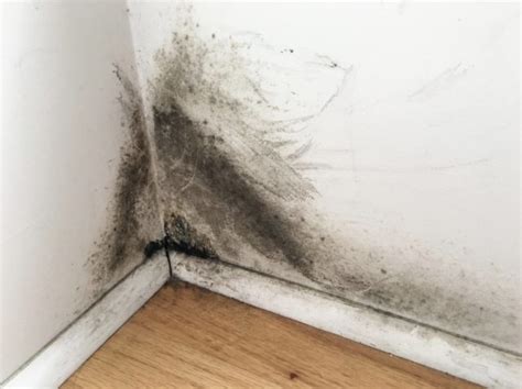 Black Mold on Drywall? Get Rid of It Right Away - Clean Water Partners