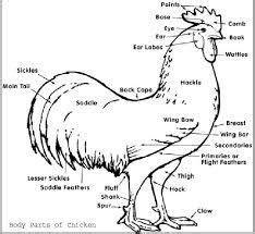 Well Labelled Diagram of a Fowl