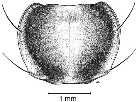 Pronotum, dorsal aspect, of C. limbata Dejean. | Download Scientific Diagram