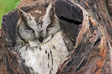 Can birds sleep while flying? - Bird Feeder Hub