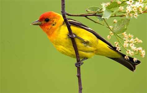 Backyard Wildlife Color of the Week: YELLOW : The National Wildlife Federation Blog