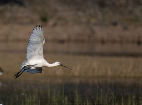 Roseate Spoonbill Photos, Download The BEST Free Roseate Spoonbill ...