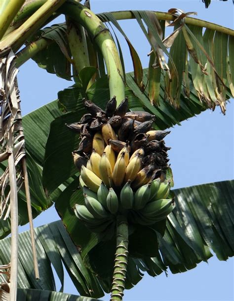 Are Bananas Facing Extinction?