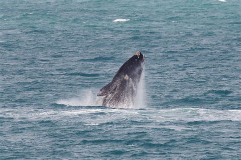 Southern Right Whale Breaching | After hours of loafing arou… | Flickr